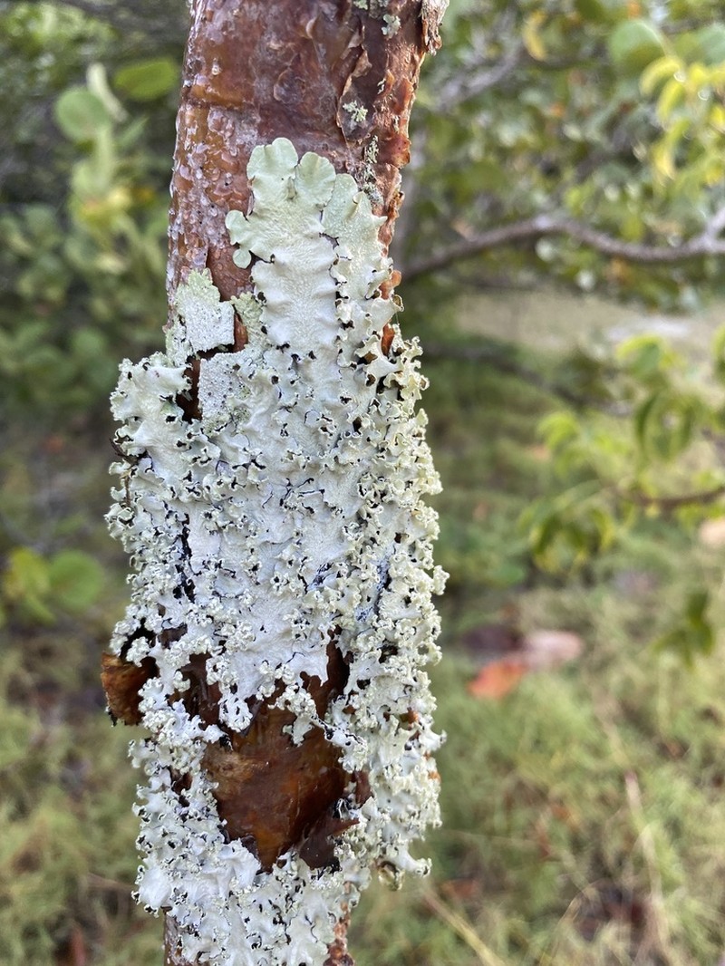 Parmotrema Lichen