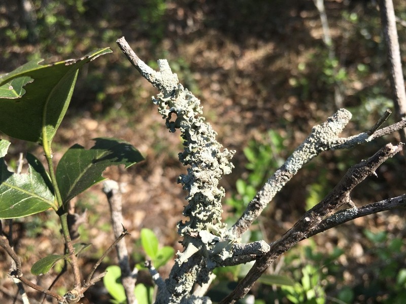 Parmotrema Lichen photo 2