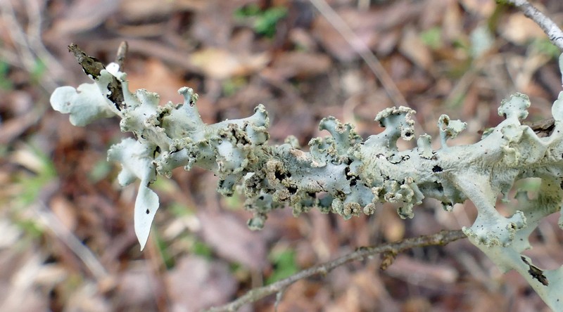 Parmotrema Lichen photo 3