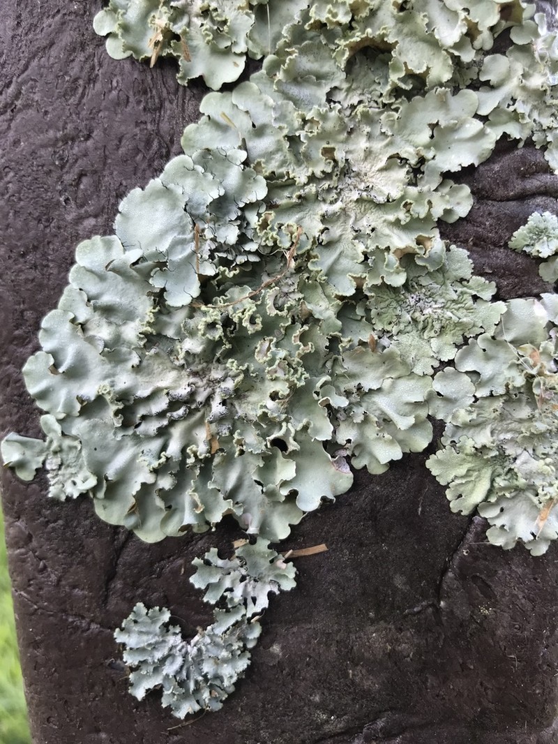 Parmotrema Lichen photo 4