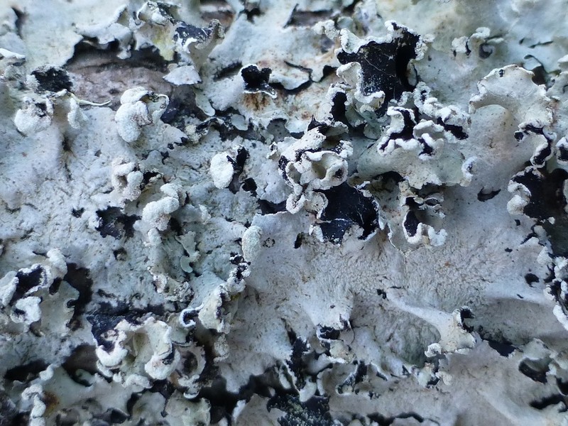 Parmotrema Lichen photo 5