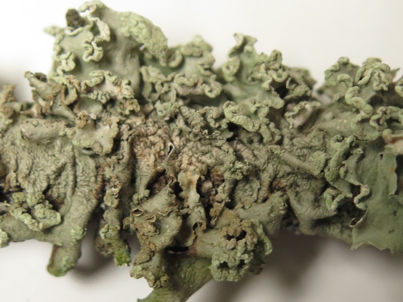 Parmotrema Lichen photo 6