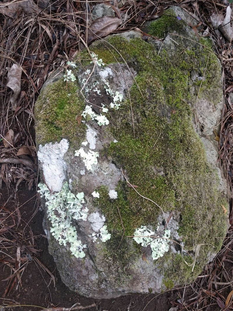Parmotrema Lichen photo 7