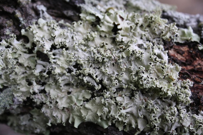 Parmotrema Lichen photo 8