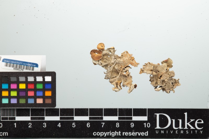 Parmotrema Lichen