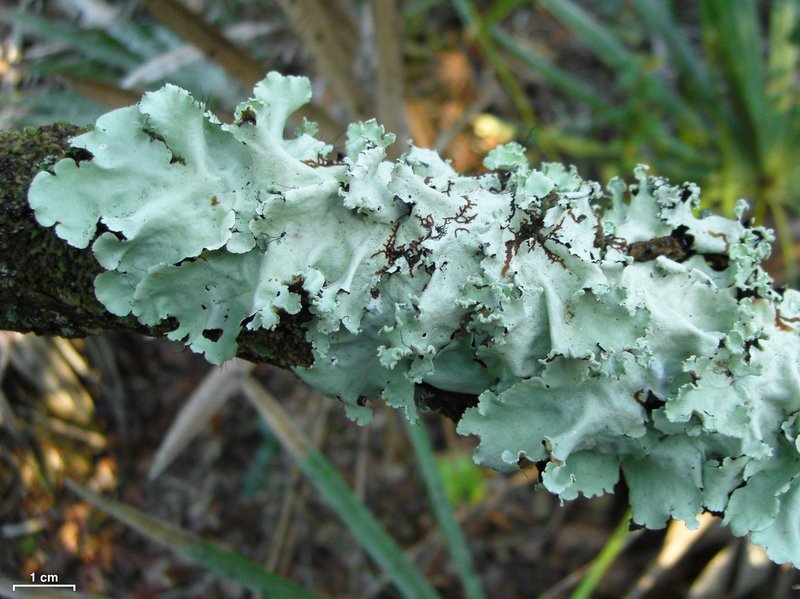 Parmotrema Lichen