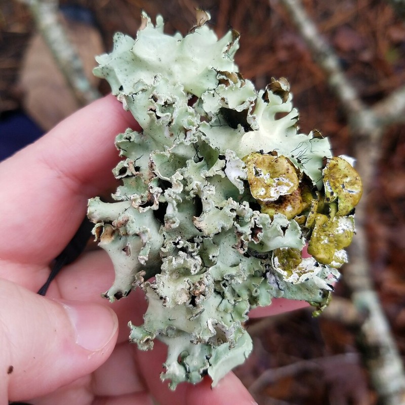 Parmotrema Lichen photo 2
