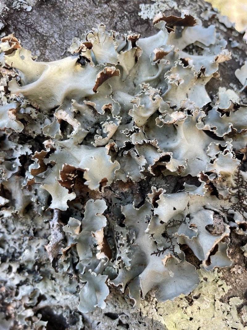 Parmotrema Lichen photo 3
