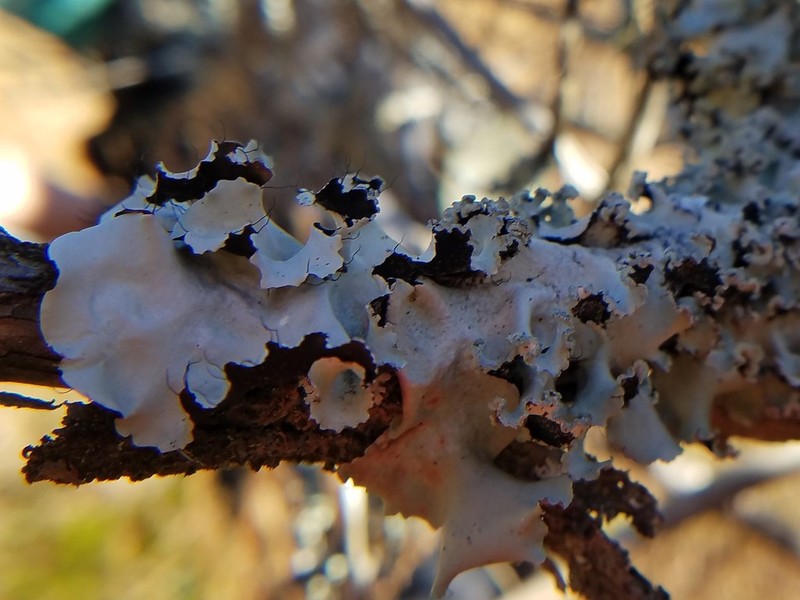 Parmotrema Lichen photo 4