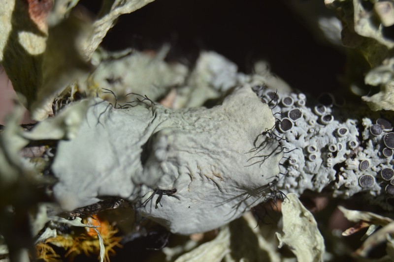 Parmotrema Lichen photo 5
