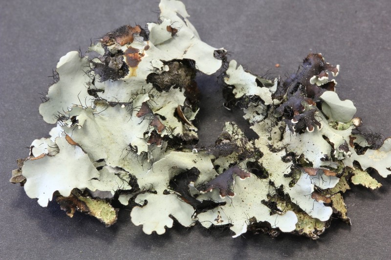 Parmotrema Lichen photo 6