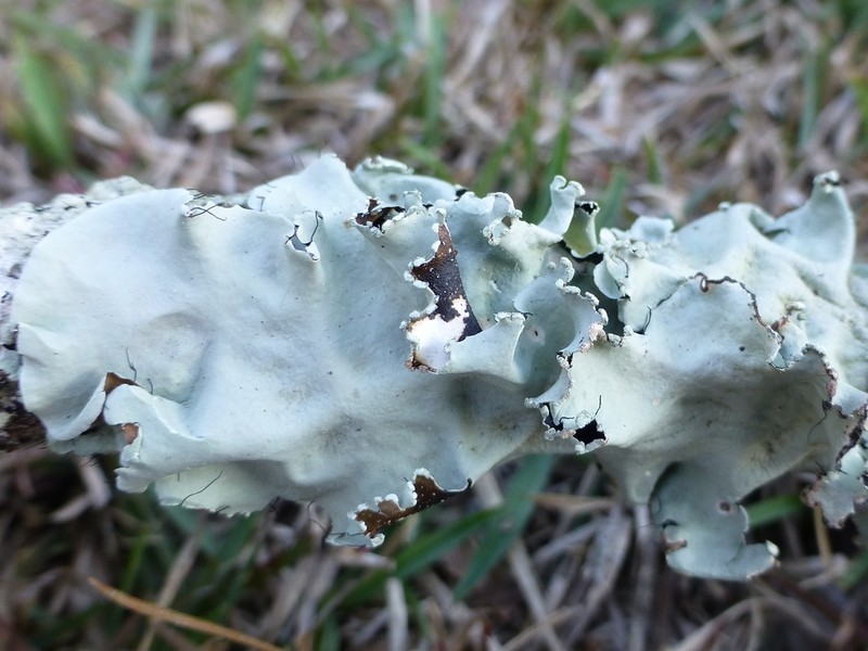 Parmotrema Lichen photo 7