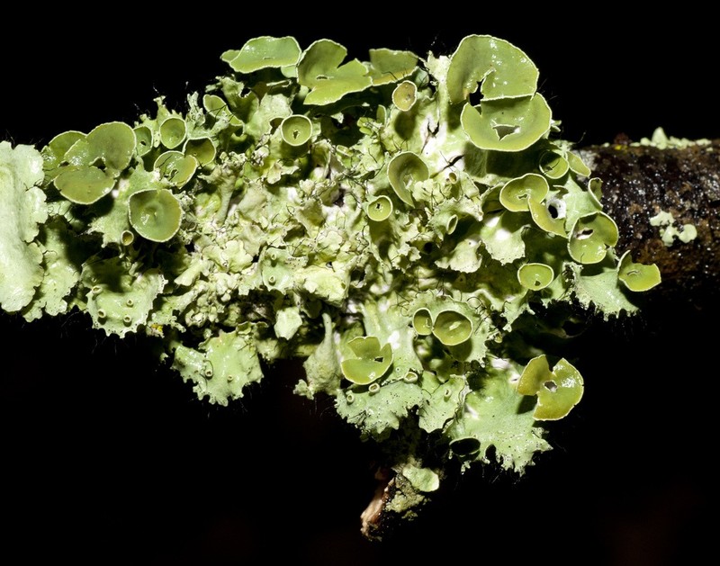 Stiff Parmotrema Lichen