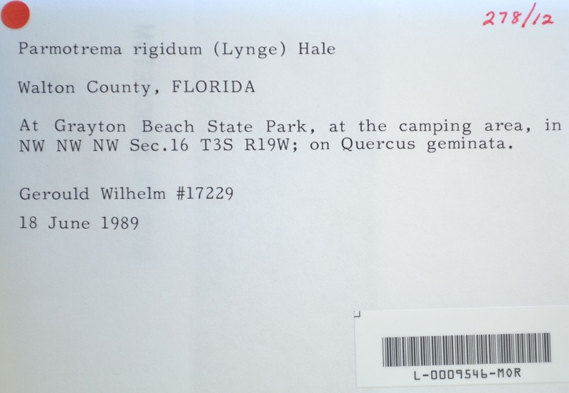 Stiff Parmotrema Lichen photo 4