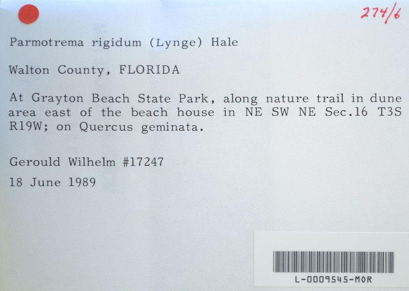 Stiff Parmotrema Lichen photo 7