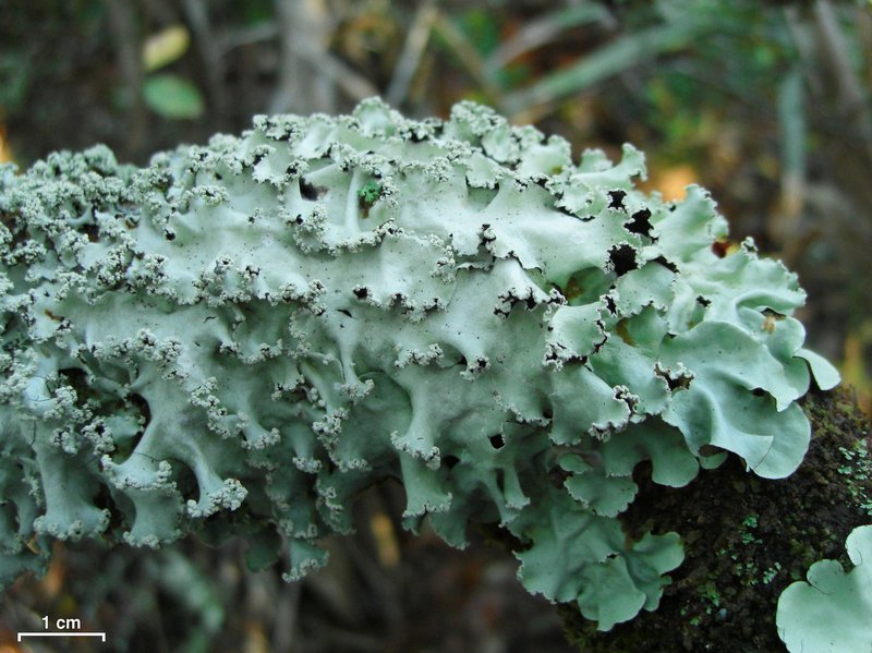 Parmotrema rubifaciens