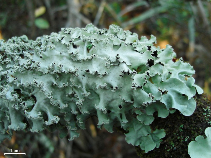 Parmotrema rubifaciens
