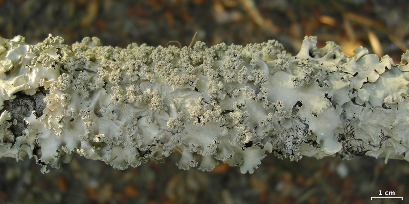 Parmotrema rubifaciens photo 3