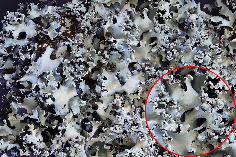 Parmotrema Lichen