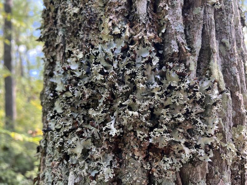 Parmotrema Lichen photo 2