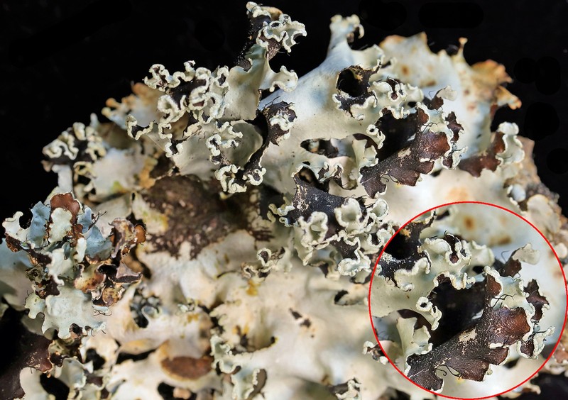 Parmotrema Lichen photo 3