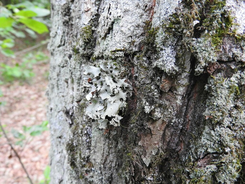 Parmotrema Lichen photo 4