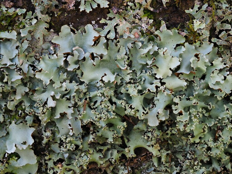 Parmotrema Lichen photo 5
