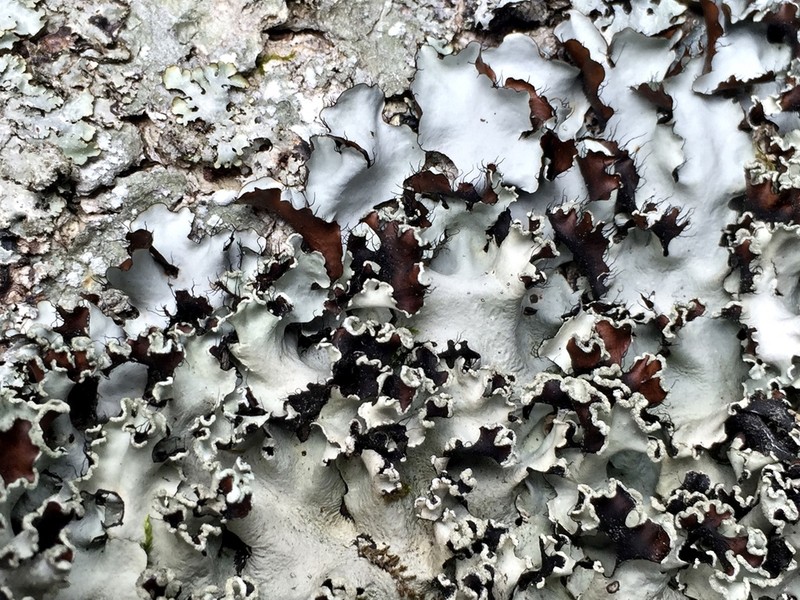 Parmotrema Lichen photo 6