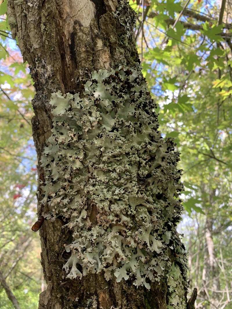 Parmotrema Lichen photo 7