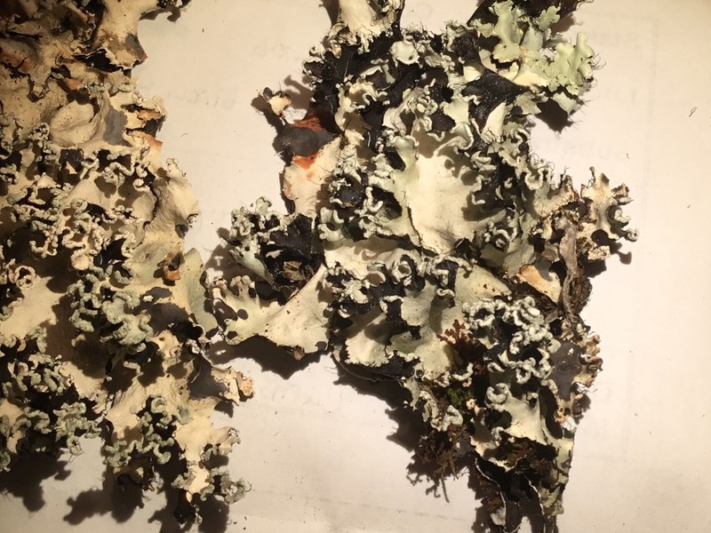 Parmotrema Lichen photo 8