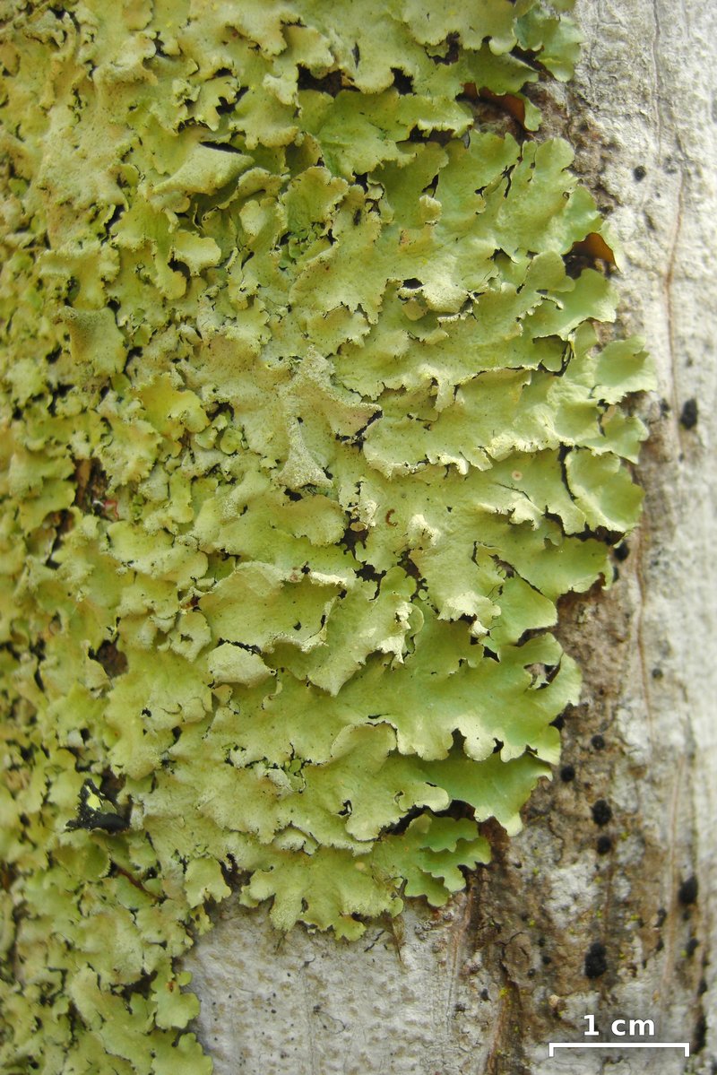 Sulphur Parmotrema Lichen