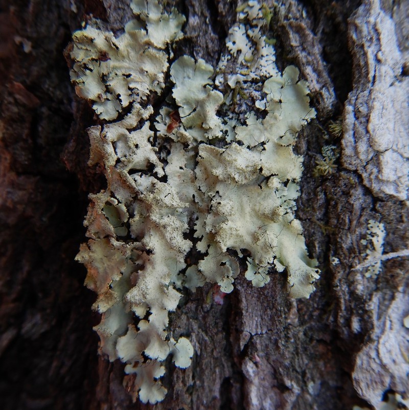 Sulphur Parmotrema Lichen