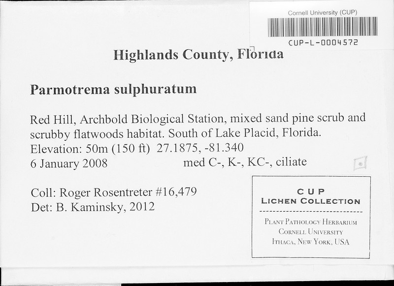 Sulphur Parmotrema Lichen photo 8