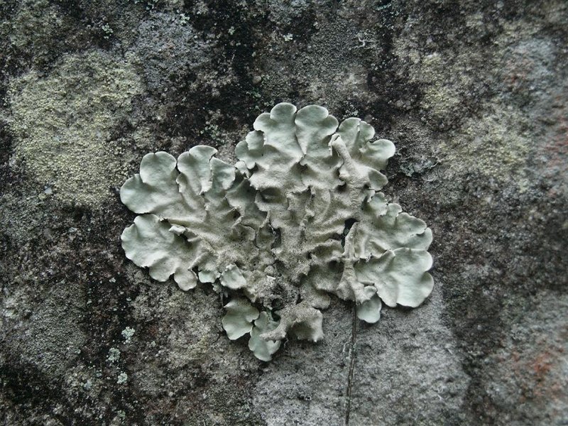 Parmotrema Lichen