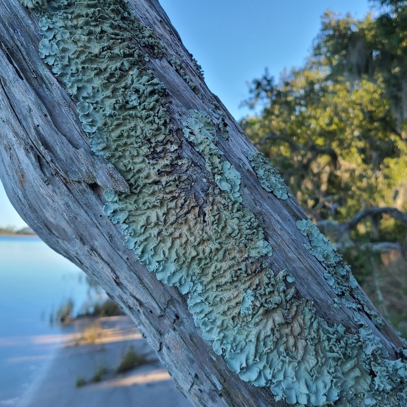 Parmotrema Lichen photo 2