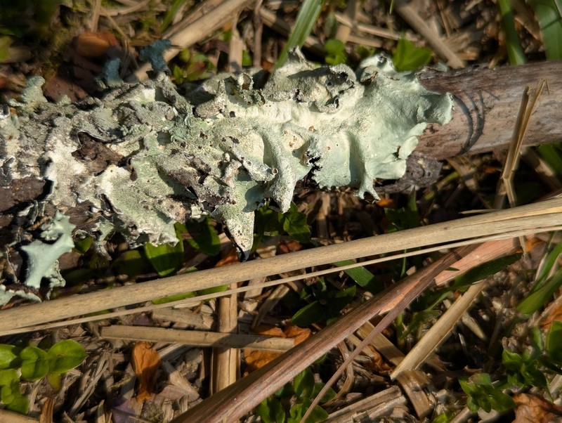 Parmotrema Lichen photo 3