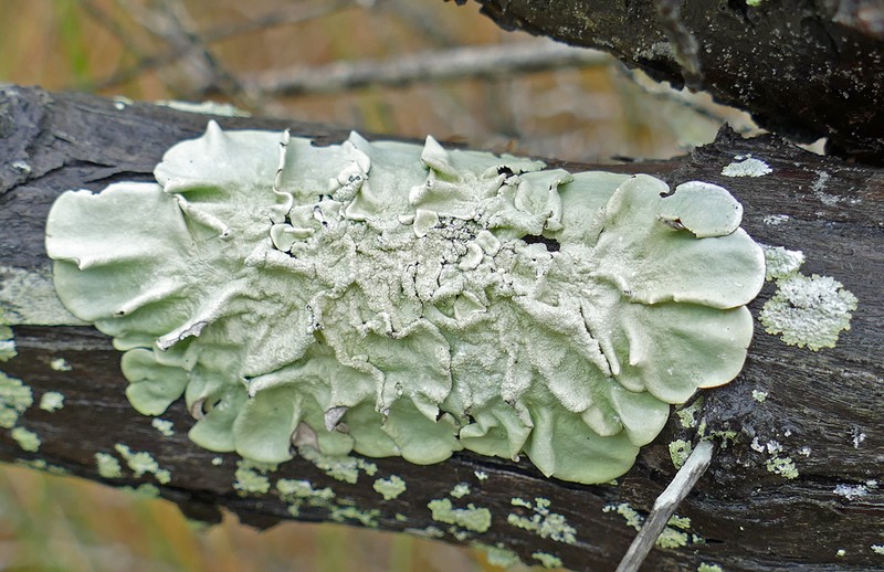 Parmotrema Lichen photo 4