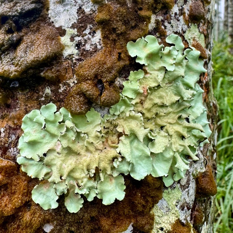 Parmotrema Lichen photo 5