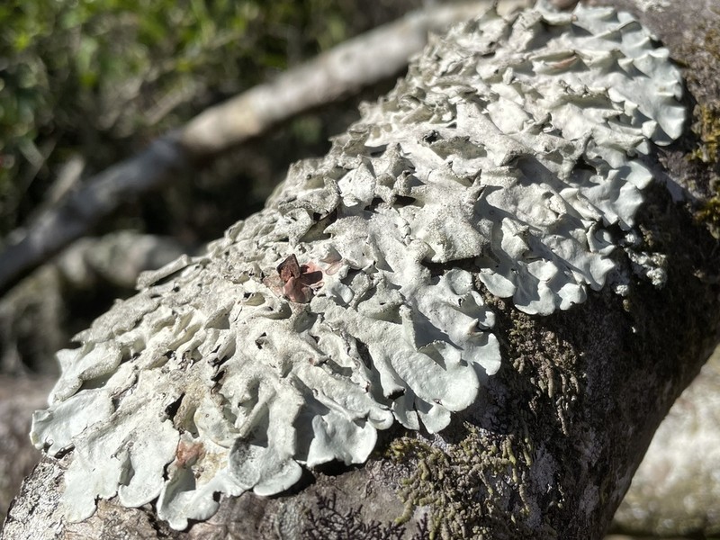 Parmotrema Lichen photo 6