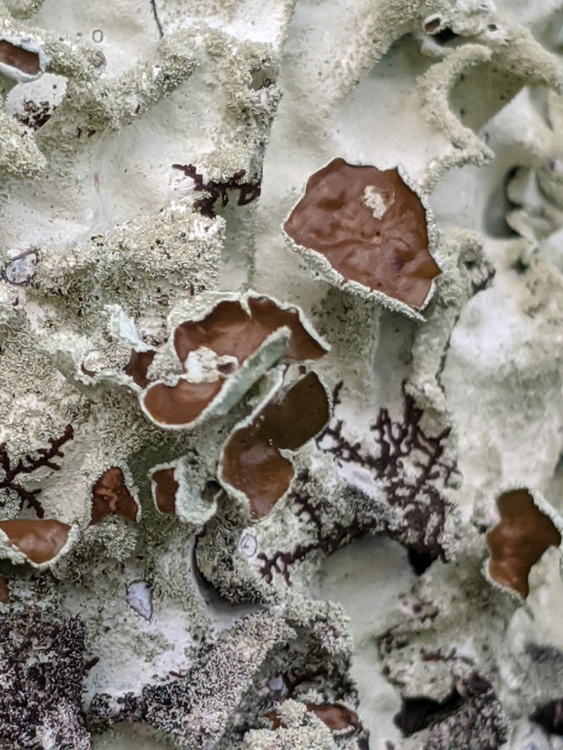 Parmotrema Lichen photo 7