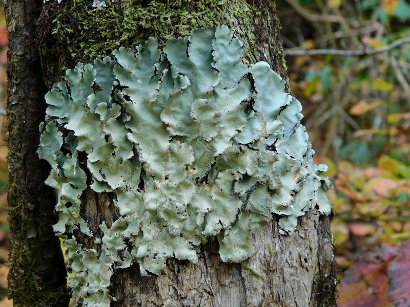 Parmotrema Lichen