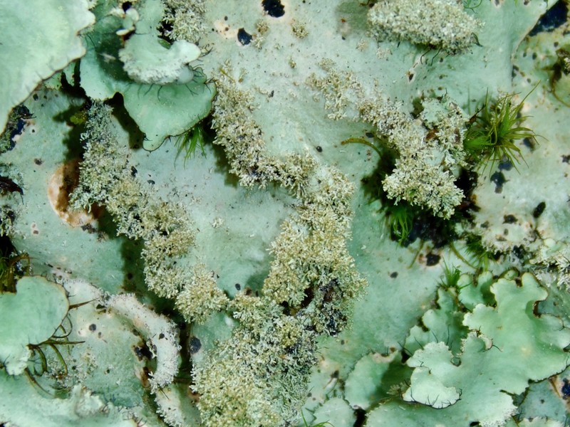 Parmotrema Lichen photo 2