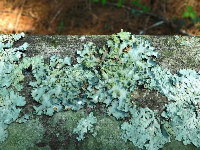 Parmotrema Lichen photo 3