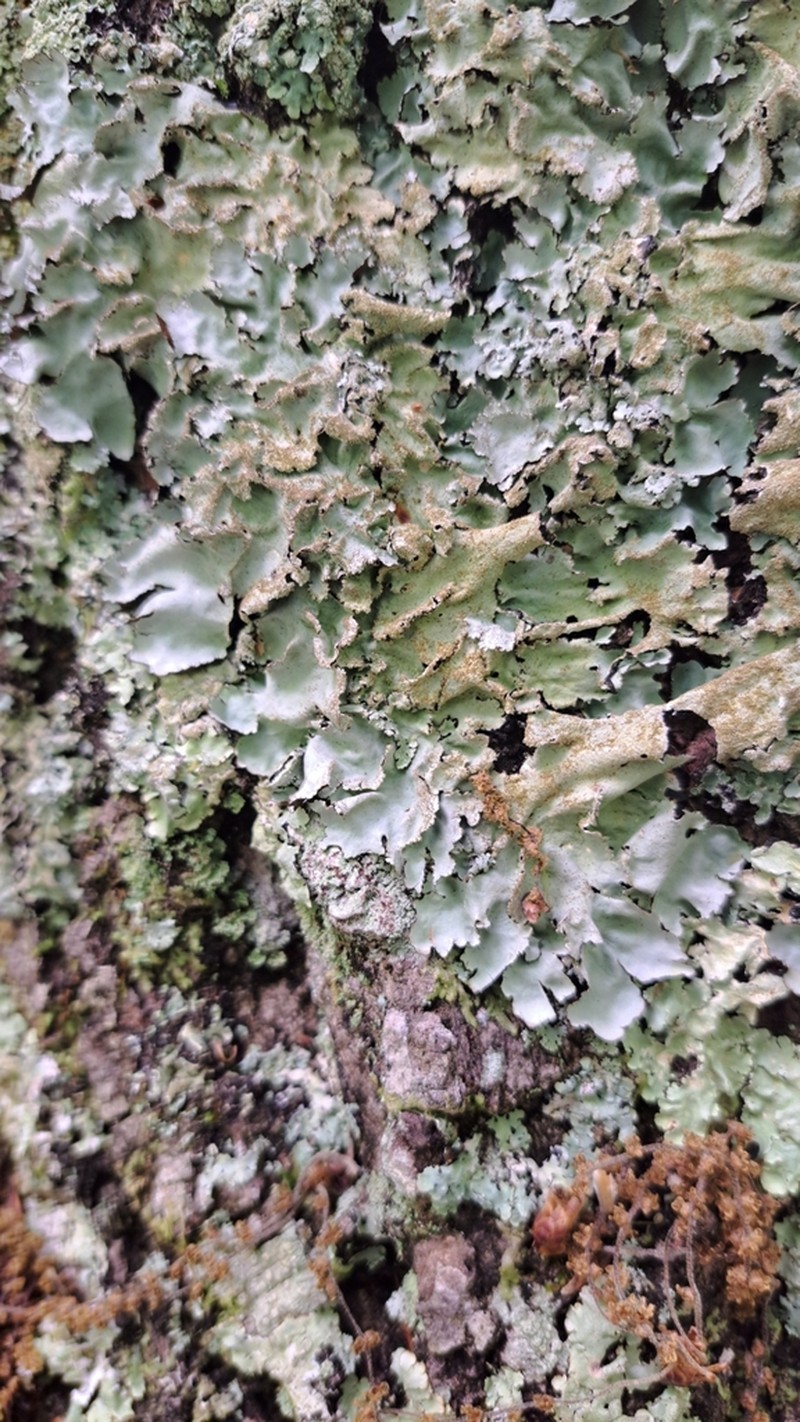 Parmotrema Lichen photo 4