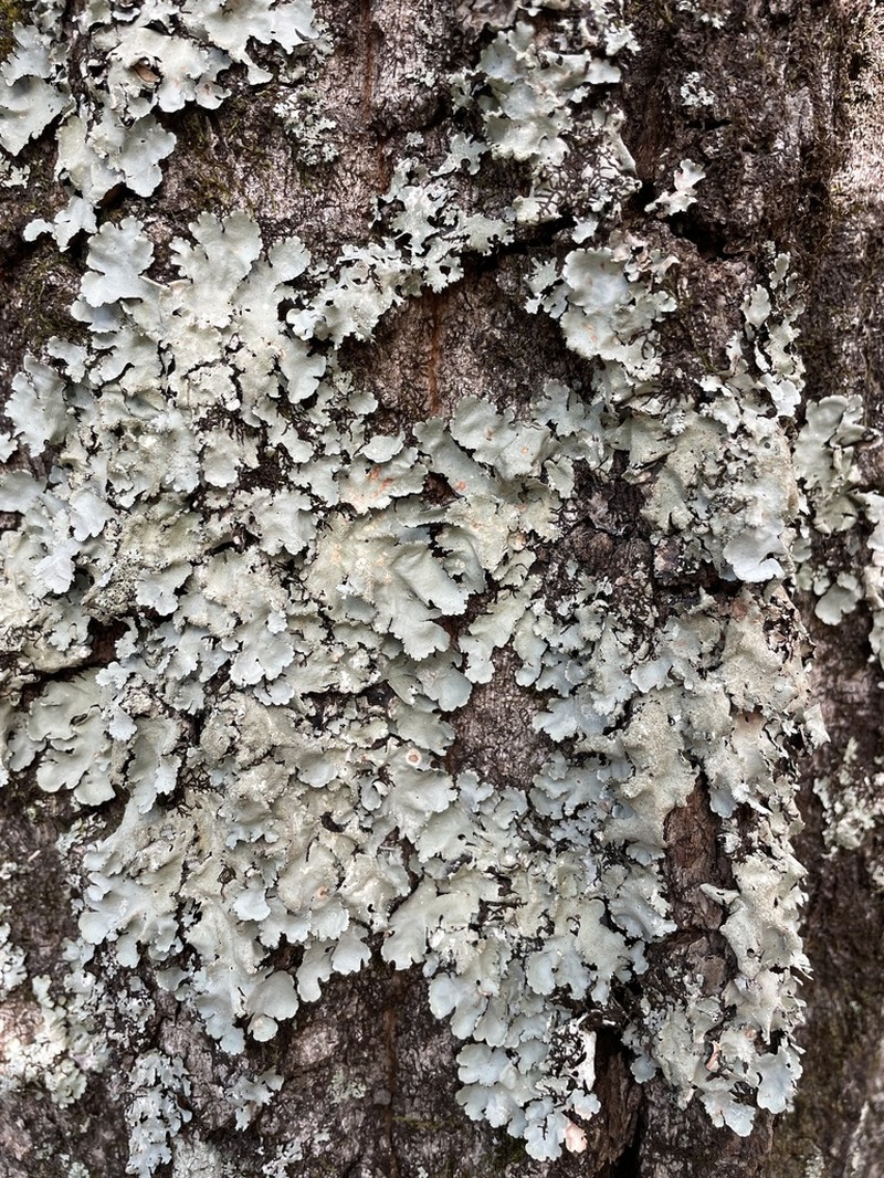Parmotrema Lichen photo 5
