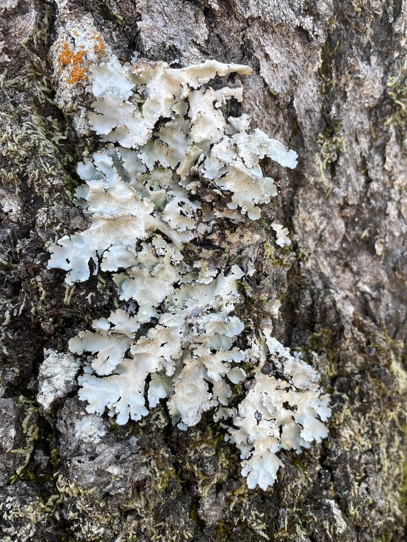 Parmotrema Lichen photo 6
