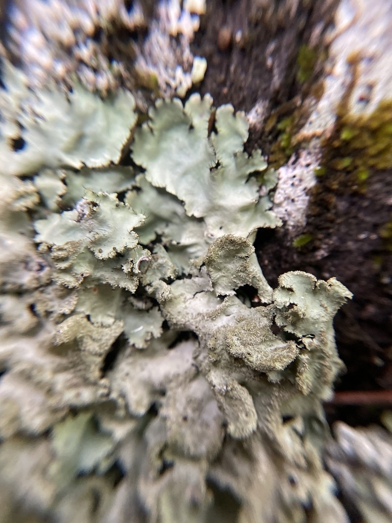 Parmotrema Lichen photo 7