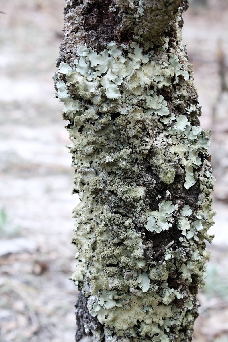 Parmotrema Lichen photo 8