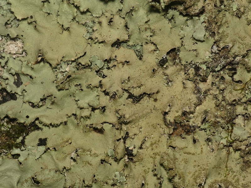 Parmotrema Lichen photo 2