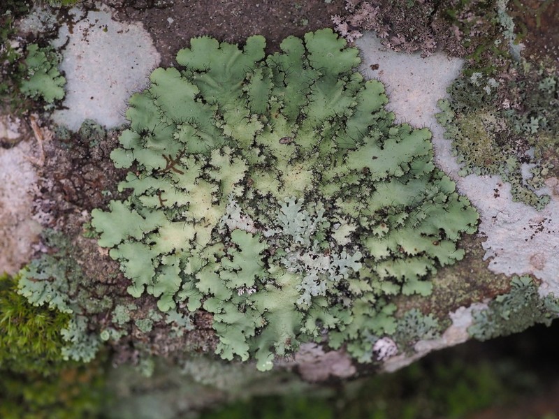 Parmotrema Lichen photo 3